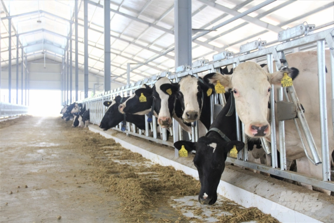 Sức mạnh sinh học trong chuỗi chăn nuôi tuần hoàn bò sữa Mộc Châu
