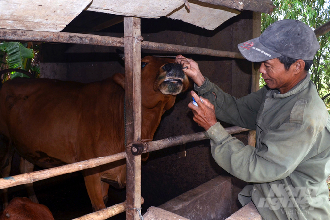 Vacxin cung ứng chậm kéo tụt tỷ lệ tiêm phòng đàn vật nuôi